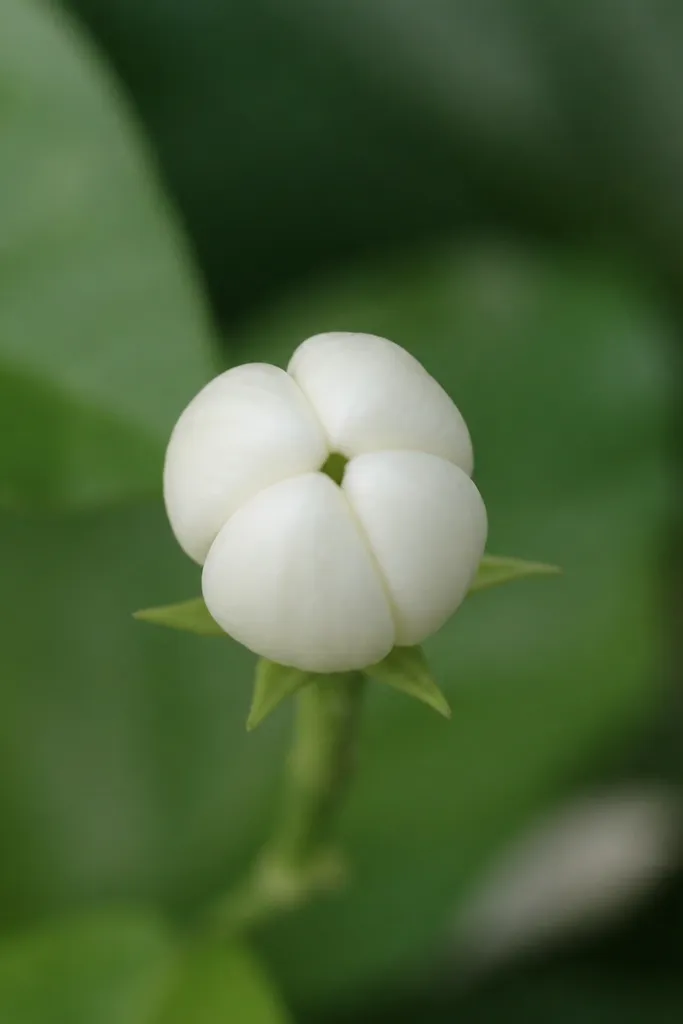 A smaller jasmine bud drawn as four rounded teardrop petals clustered tightly. The center is mostly hidden, shown as a small dark dot group. The petals look more closed than the full bloom.