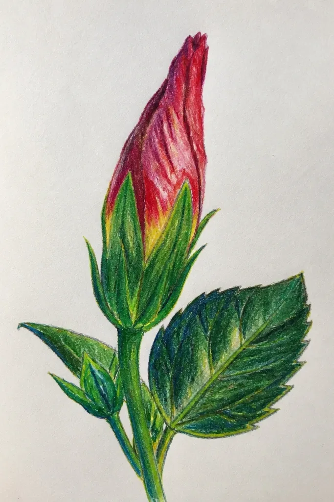 A hibiscus bud with tightly folded petals. The outer bud is deep green with hints of pink at the tips. The drawing includes a partial throat opening showing a small orange-yellow glow. Background is plain white.