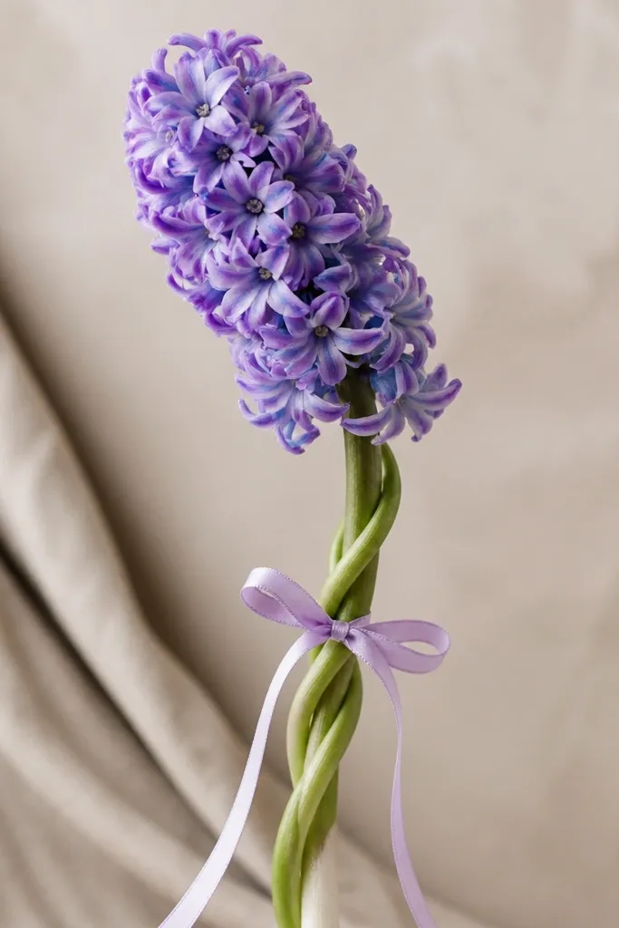 A hyacinth head on a twisted stem. A ribbon bow wraps around the lower stem area, drawn with thin ribbon tails and simple shading.