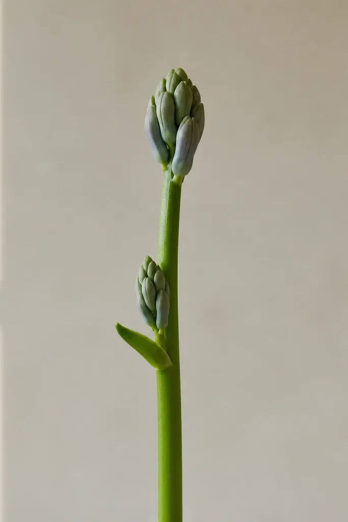 A bare green stalk with two small hyacinth bud heads along it. The buds are simplified with fewer petal tubes and two tiny leaves.