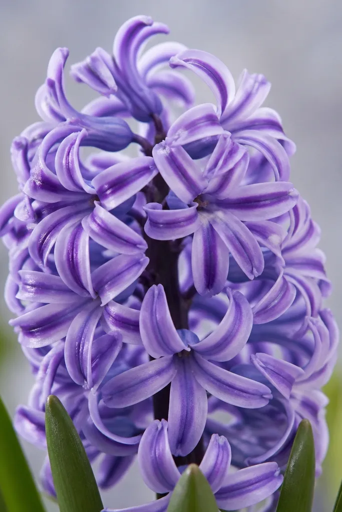 A hyacinth head where each petal tube has a darker stripe along one side. The stripes create a ribbed, textured look in lavender and purple.