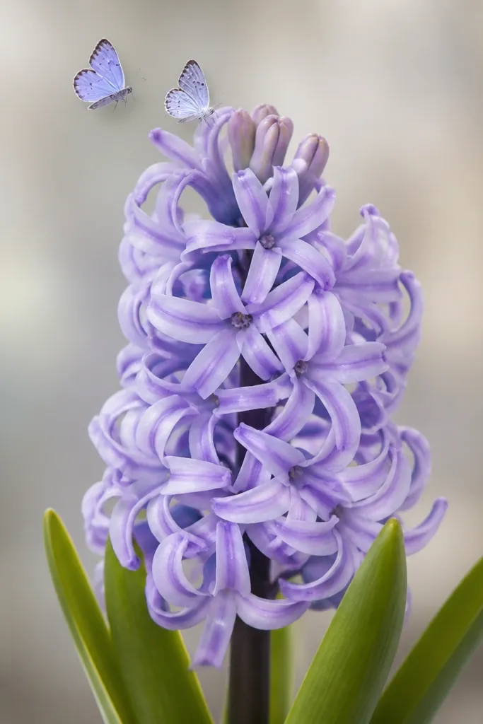 A hyacinth head with a couple of tiny butterfly wings fluttering near the top petals. The hyacinth is lavender with crisp petal tube lines.