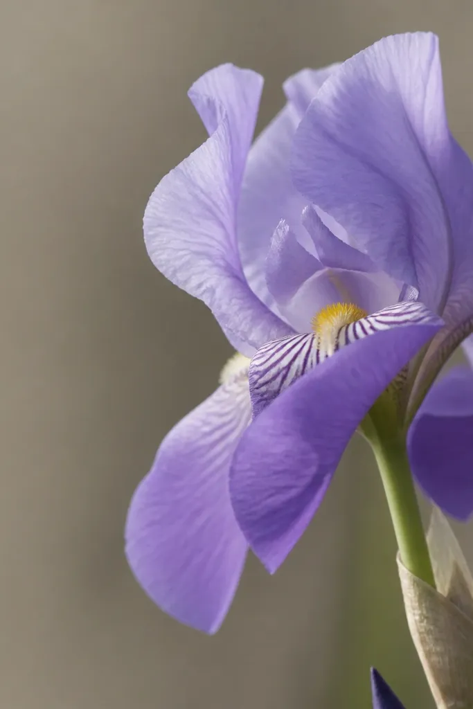 An iris viewed from the side. Only part of the upright petals is visible, and one lower petal overlaps another, creating a layered look.