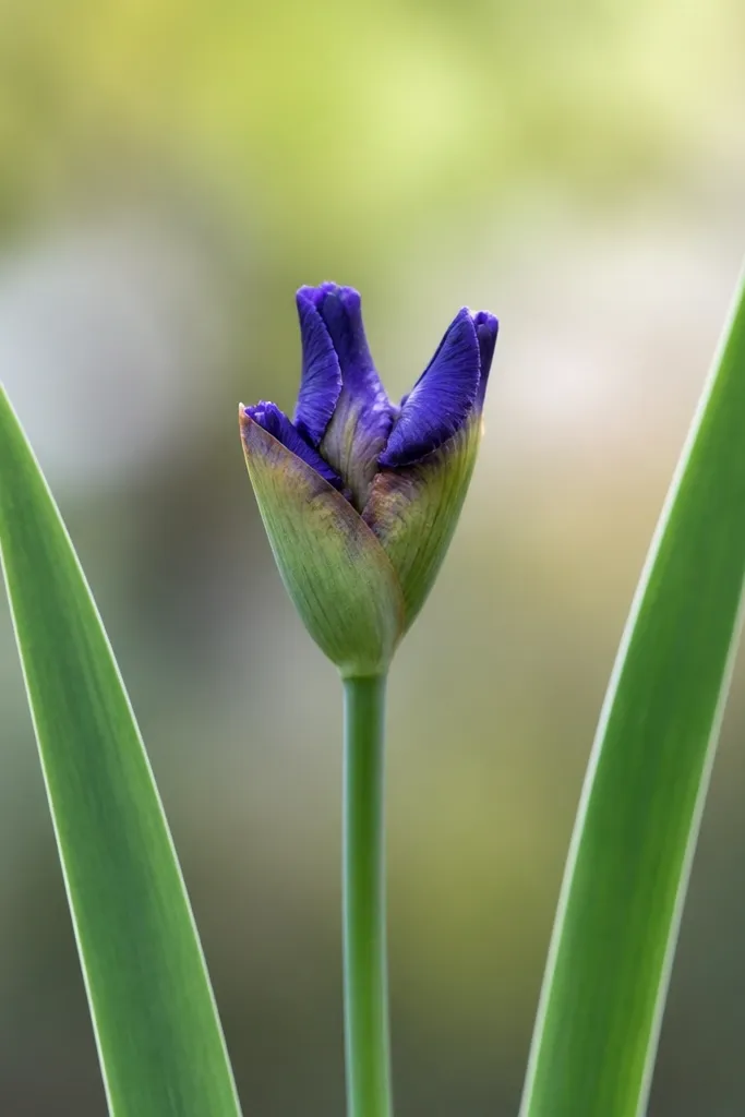 A small iris bud at the top of a stem. Three tiny petals peek out from a closed center, and a couple of leaves frame the bud.