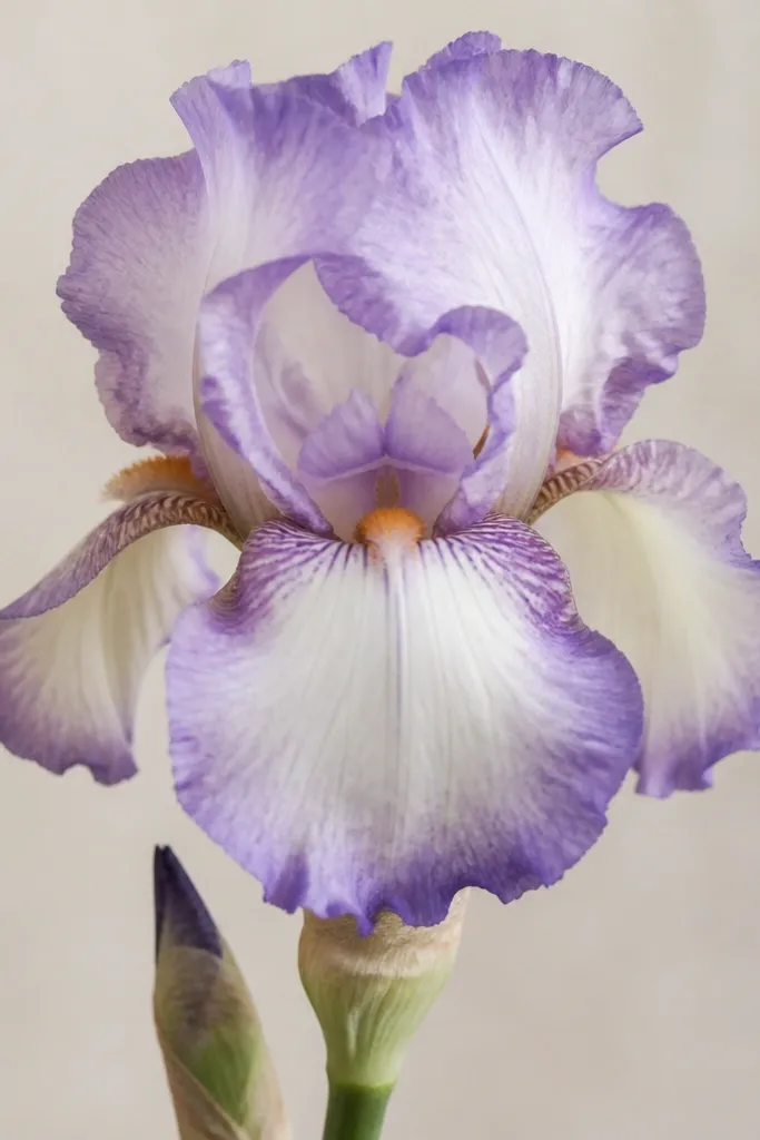 An iris with watercolor-like washes. The petals fade from darker edges to lighter centers, with a slightly uneven, airy texture.
