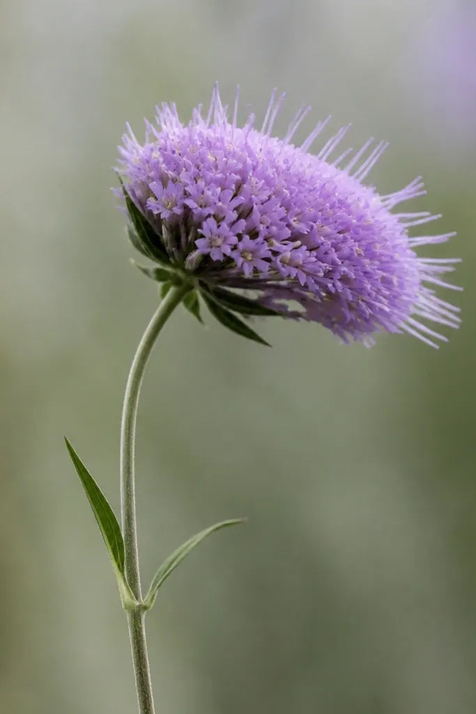 A side-facing lavender head with a slightly flattened oval shape. The spikes curve to one side, and a slender stem with two small leaves supports it.