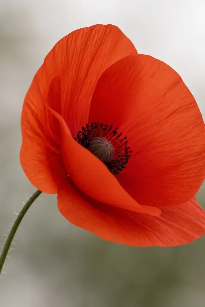 A poppy head shown turned to the right. Only three main petals are visible, with one petal overlapping. The center sits slightly off-center, with dark dots and a small pale highlight. A thin stem angles upward from the bottom left.