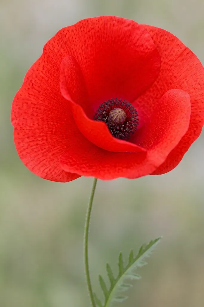 A poppy head where each petal has a subtle pattern of tiny darker red dots and short dashes. Petals are bright red with darker dotted textures. The center is dark dotted and has a pale highlight. The stem is a thin green line with a leaf.