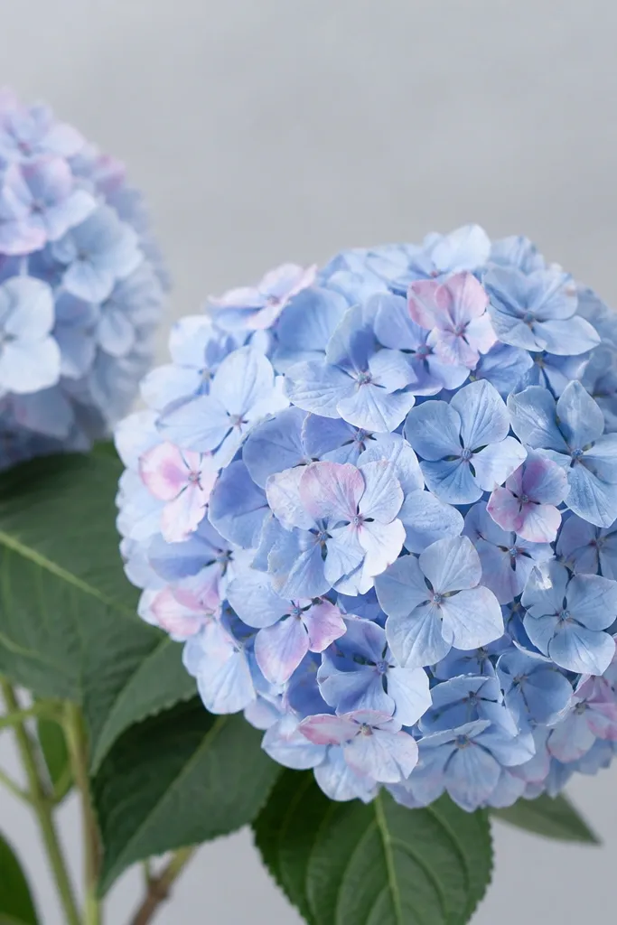 Hydrangea clusters colored in powdery blue and periwinkle, with small soft pink hints inside the blooms. Background is pale cool gray.