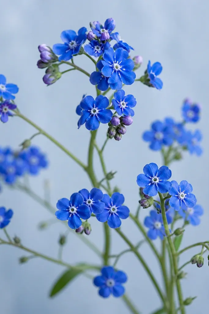 Forget-me-nots in cobalt blue with tiny white speckled centers, a few buds, and thin green stems. Background is a pale blue-gray.