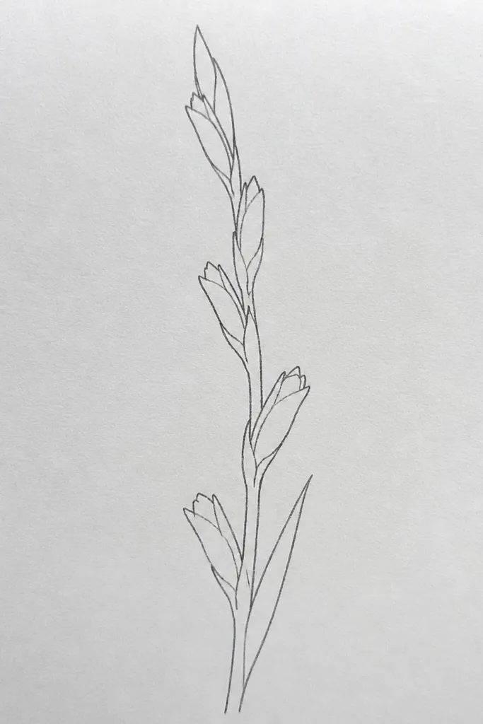 A gladiolus where the lower part of the spike has small closed buds (small ovals) and the upper part opens into full petals; leaves are two narrow blades.