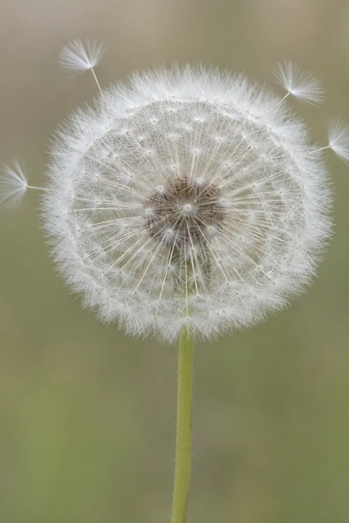 A dandelion puff drawn as a circle filled with fine spokes, with a few longer seed strands at the edges and a faint green stem line.