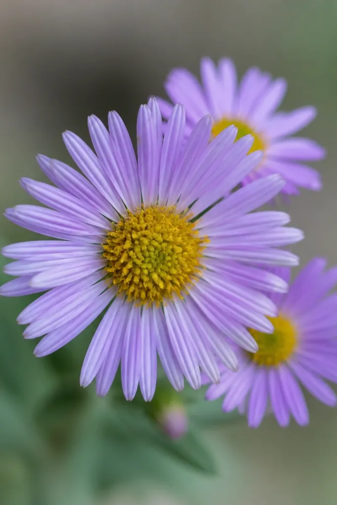A small wild aster head with a yellow center and lots of thin ray petals, with a few overlapping smaller blooms behind it.