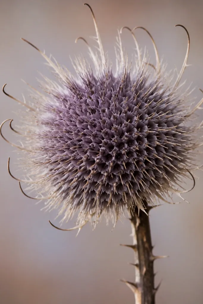 A thistle-like puff with a round head filled with short spines and a few longer seed hooks at the edges, with a purple-gray wash.