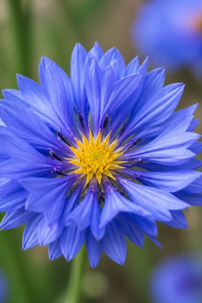 A cornflower with blue petals radiating from a bright yellow center, with tiny star-like rays drawn inside the center.