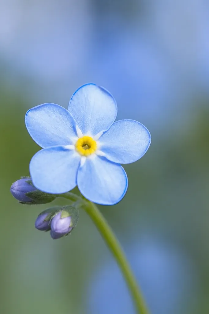A forget-me-not flower with five small rounded petals, a bright yellow center dot, and a delicate blue outline on a short stem.