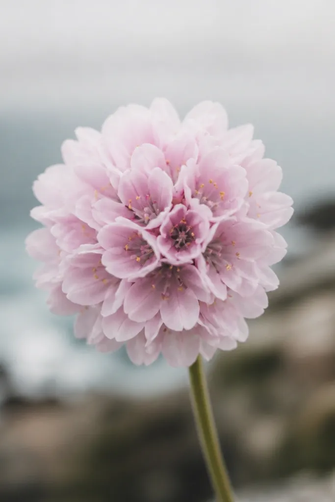 A sea thrift style flower with many rounded small petals around a darker center, with pale pink petals and tiny specks in the center.