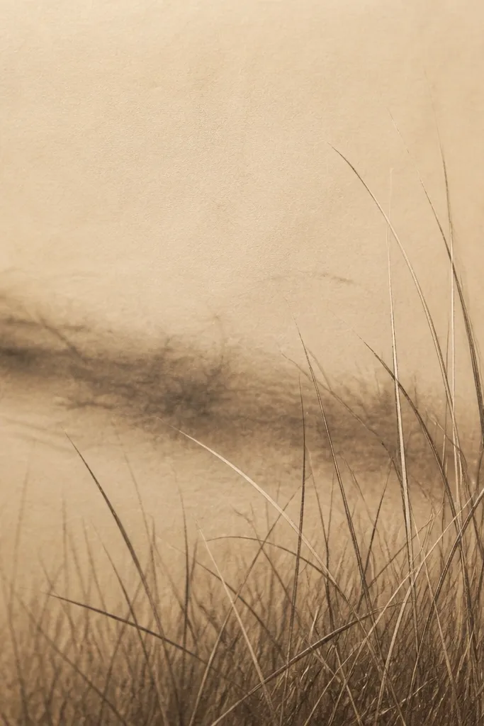 A warm-toned grass drawing with a faint charcoal smudge trail across the midground, and crisp pencil blades in the foreground.