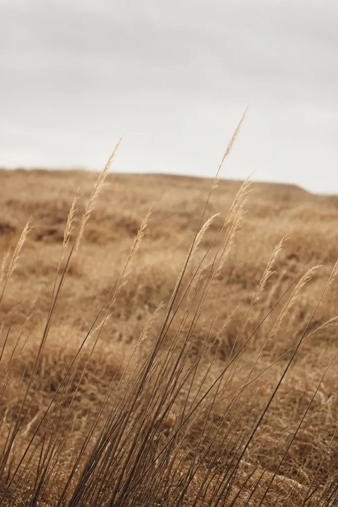 A page where the midground has a honey-colored dry brush texture, with pencil grass blades layered on top and slightly lighter tips.