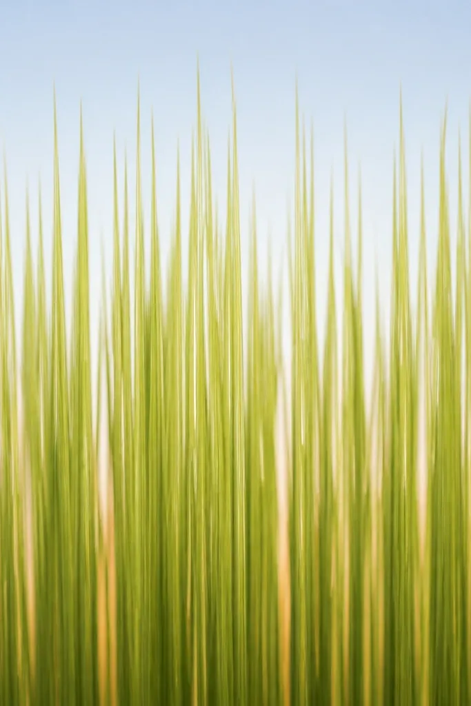 Grass drawn with near-vertical strokes like combed hair, with subtle shading bands and a warm wash behind the lower area.