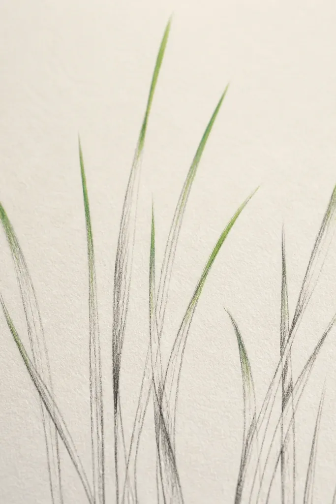 Grass blades drawn in pencil with watercolor pencil color only at the tips, creating a natural fade into the paper.