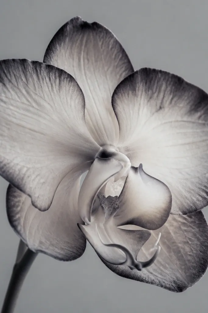 A pale orchid with darkened edges and inverted-looking highlights. The background is gray, and the petal outlines are darker, making a negative edge effect.