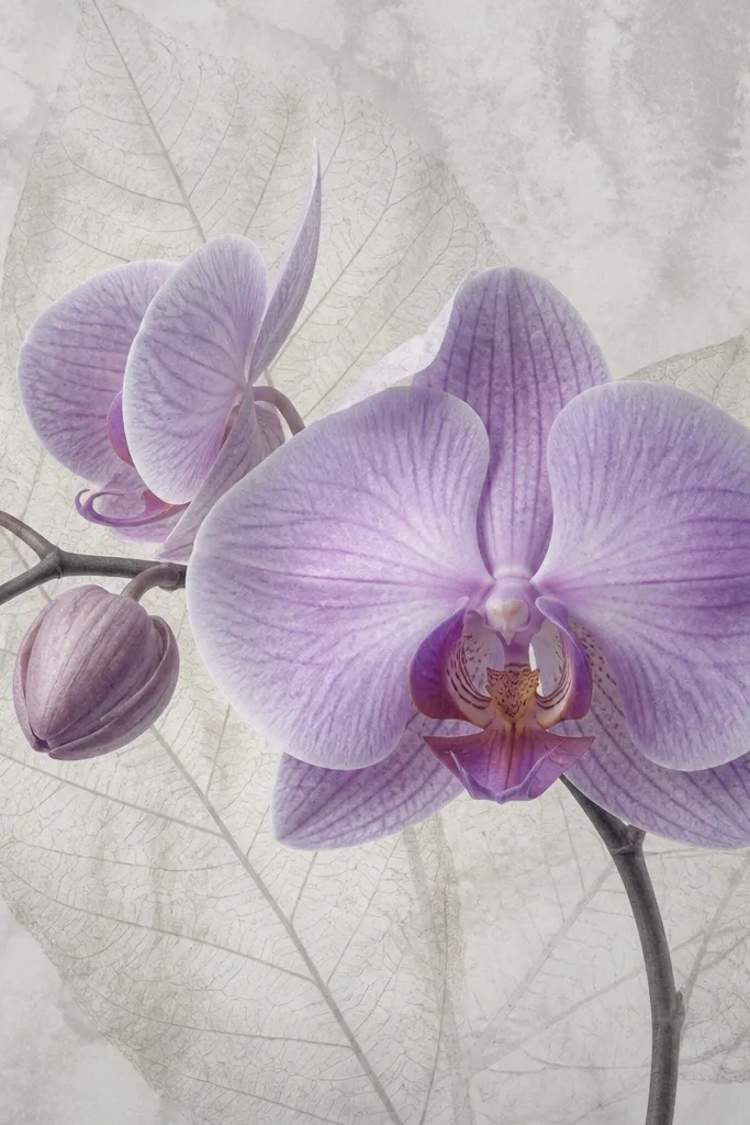 An orchid drawing where the background has faint pressed-vein texture. The orchid petals are lavender, and the gray haze reveals delicate leaf-like lines behind the bloom.