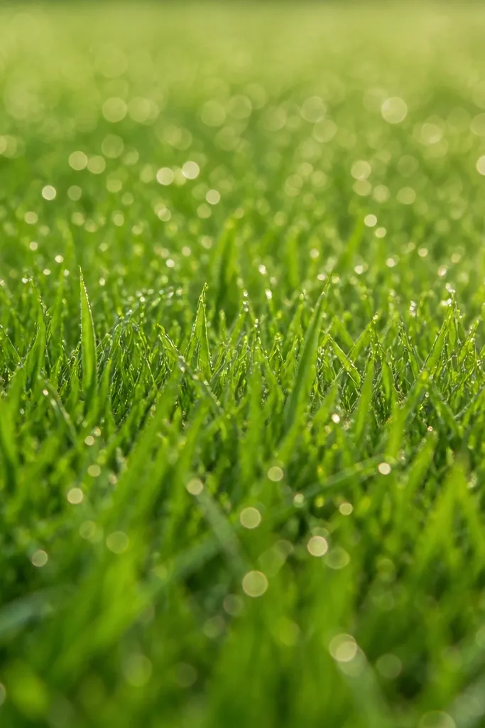 A green grass field where most blades are medium green, with bright tiny highlights at the top. The highlights look like dew catching sunlight.