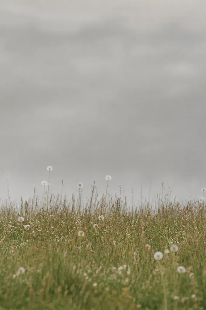 A field of grass in green and brown with scattered tiny white specks and a few small dandelion-like circles floating above the grass line. The background is a warm gray wash.