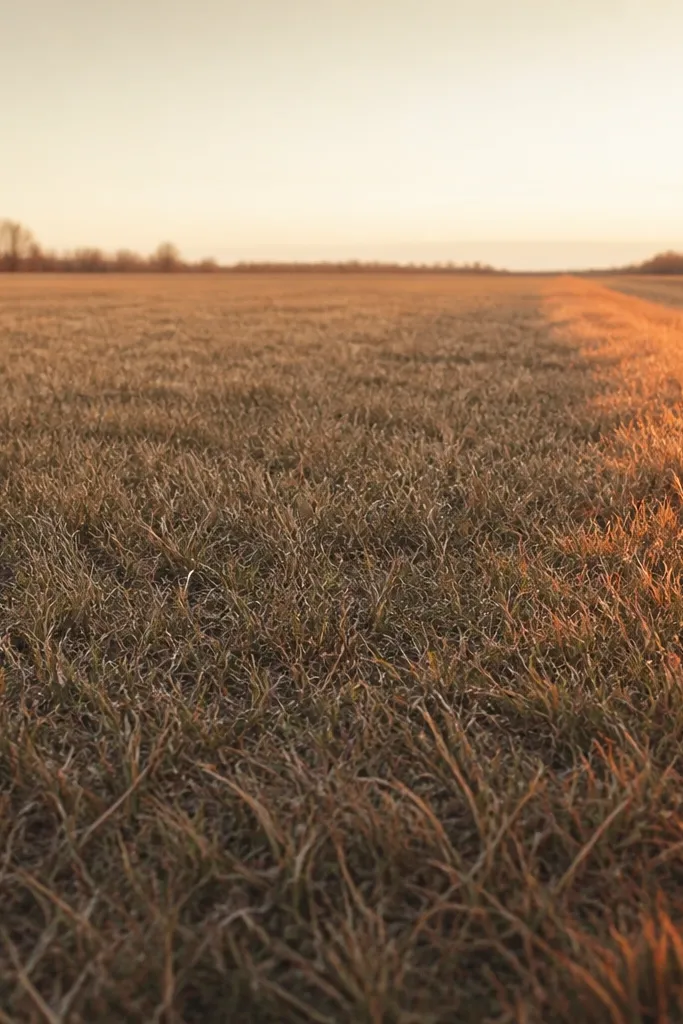 A grass field where the blades are mostly mulch brown and muted green. Along one side of the field, there is a clear sunlit edge made with burnt orange on the top halves of blades. The sky is pale and slightly yellow.