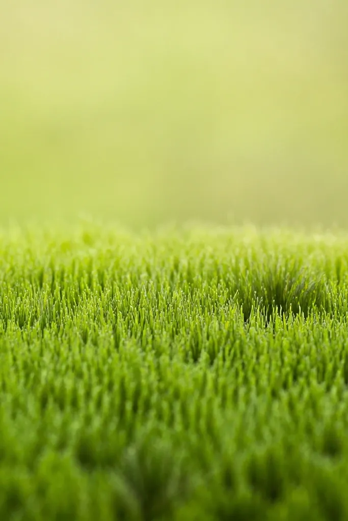 A grass section filled with short vertical pulls, like tiny teeth. The strokes are denser at the bottom and fade upward, with a few darker clumps. The texture looks like quick grass growth.