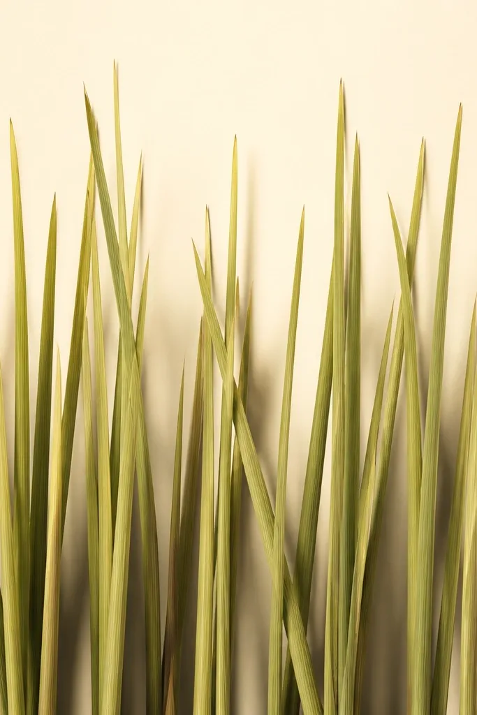 A tall rectangular artwork on warm cream paper. Dozens of lemon-grass blades rise like curtains from the bottom edge, with yellow-green tips and darker olive shading near the base. A soft shadow gradient sits behind the stems, and the background is clean and unpatterned.