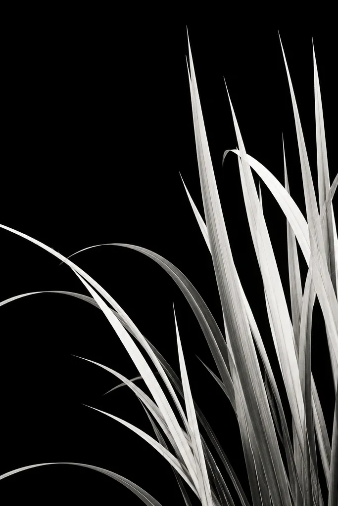 A black background with white and light grey ink lemon grass blades. The blades are tall and sharp with crisp highlights, and darker grey lines show the shadow edges. The overall look is high-contrast and graphic.