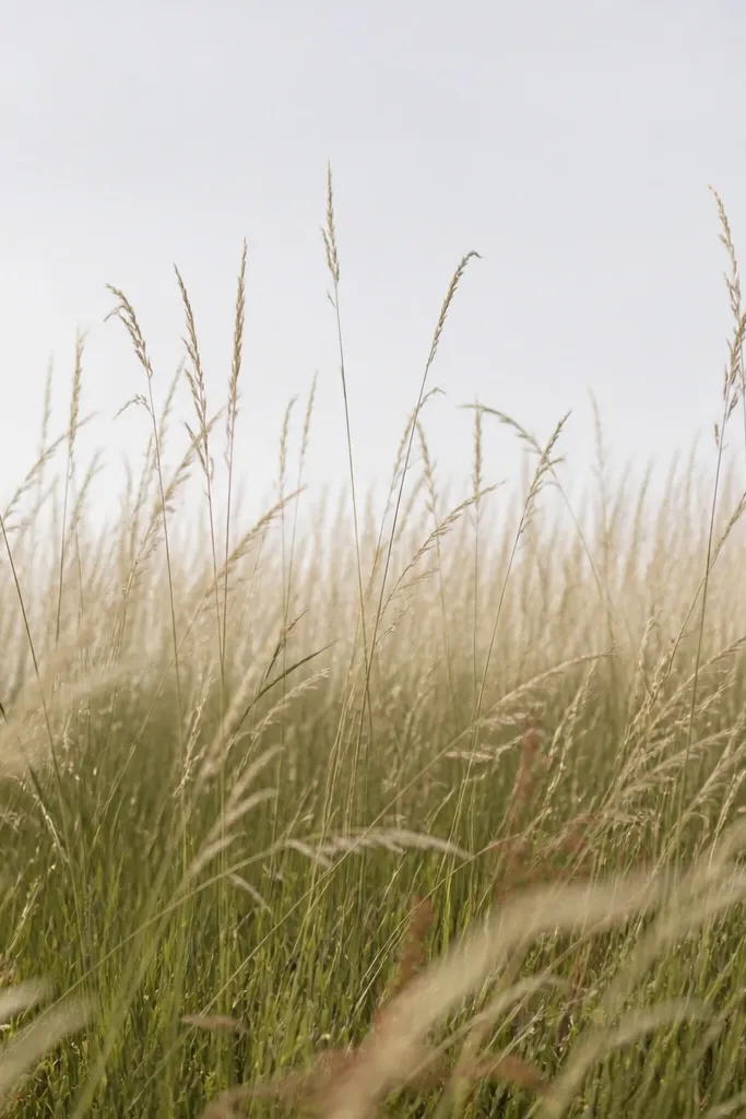 All Year High Grass Drawing