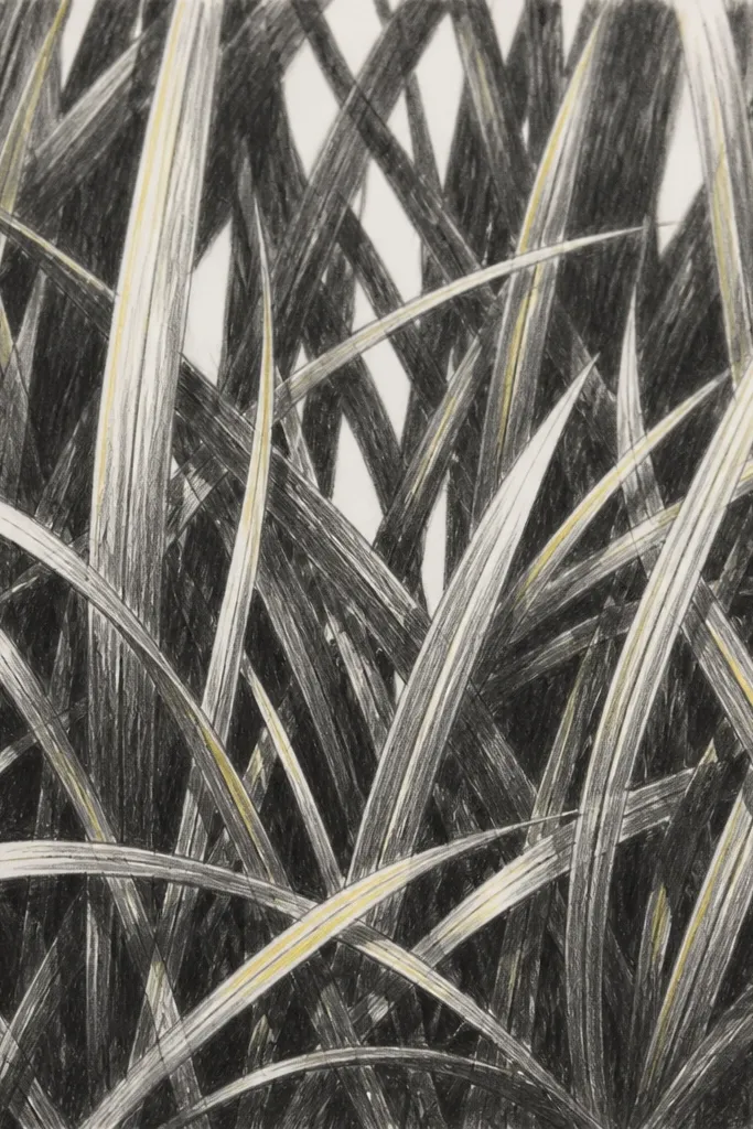 A dense cluster of grass blades drawn with pencil. The field is dark and layered, but there are deliberate gaps where the paper shows through. Highlights are bright lemon lines on select blades, and shadows form crisp overlapping shapes.