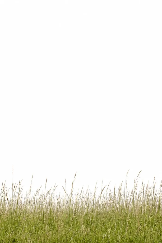 A minimalist landscape: thin horizon line at mid-height with an outline sweep of grass blades below it, large empty white space above like sky.