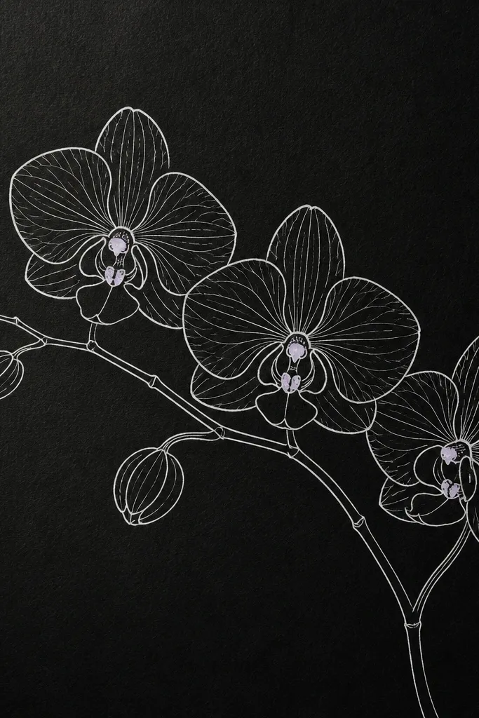 A striking black paper background with a white orchid branch line drawing. The blossoms have white petal outlines and a few pale lavender center dots.