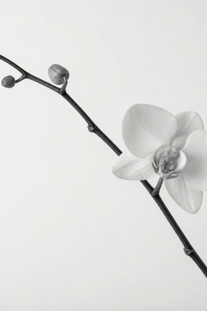A diagonal stem runs across the page with an orchid near one end, dynamic composition, thin black lines, light gray shading, lots of negative space.