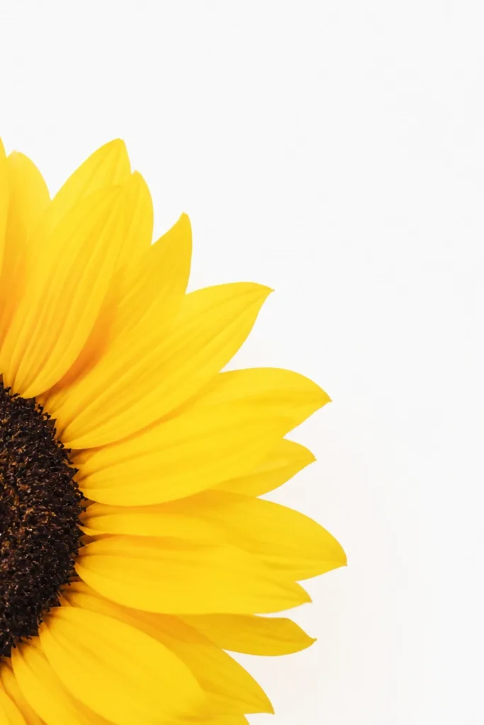A sunflower whose petals are intentionally cropped by the paper edges; only part of the flower is visible, with lots of white space around it.