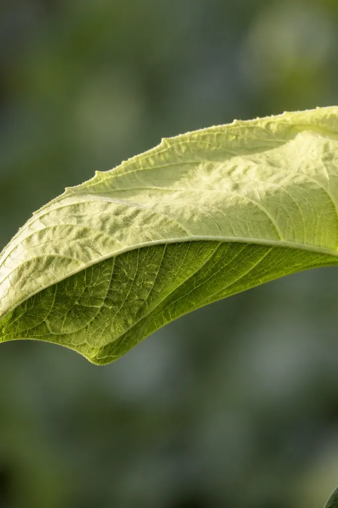 A sunflower leaf with two distinct tones: a pale yellow-green top and a slightly deeper olive bottom. The top fold has bright lifted highlights that look like light catching a crease.