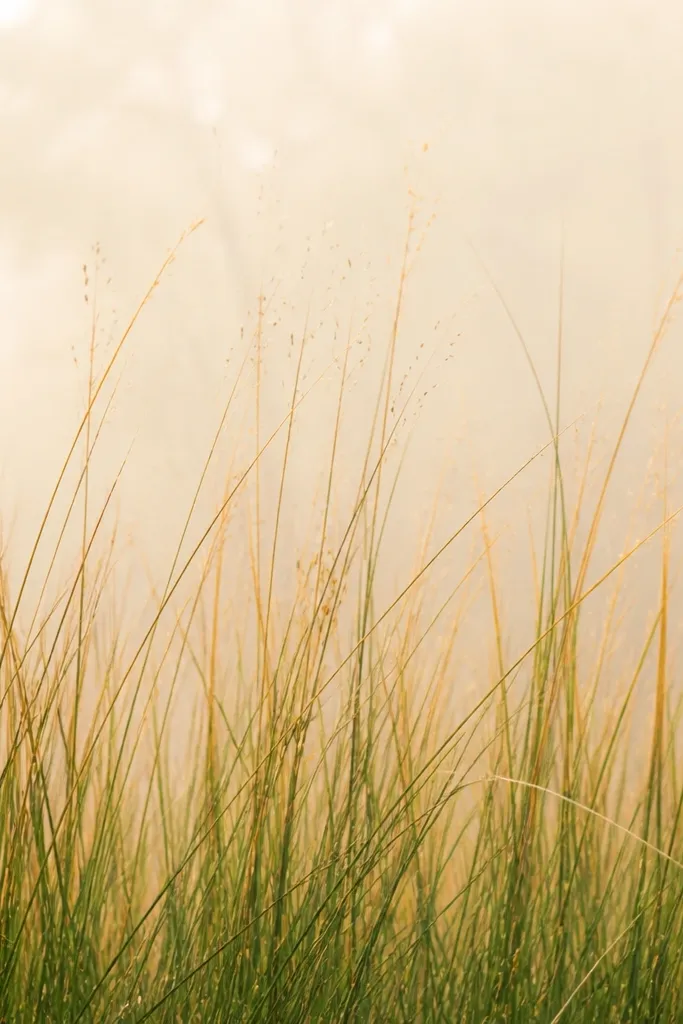 Grass blades rise from the bottom with mostly green bodies and warm orange-tan tips. The top has a light haze wash behind the seed dots.